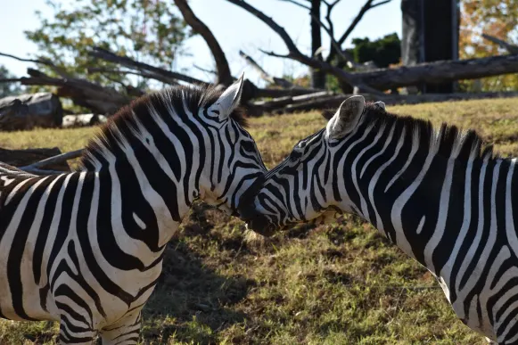 Jet10 Casino Suporte